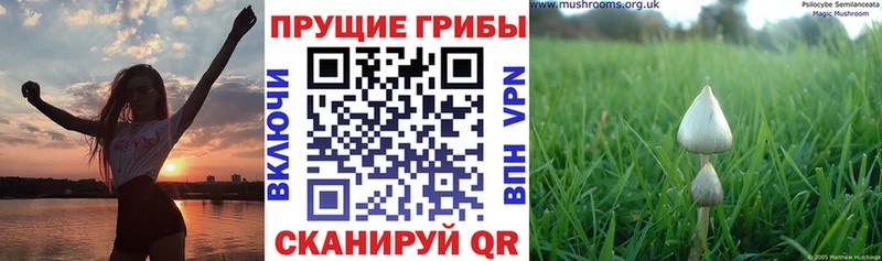 Галлюциногенные грибы мицелий  ссылка на мегу как войти  Туран  где купить  